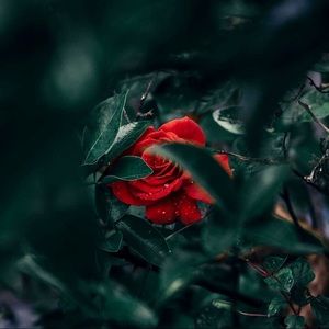 Meet your Posher, Israel